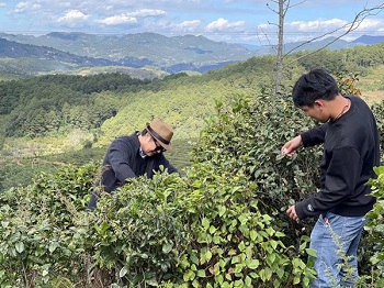 企业新闻营销：东书房“定制茶园”老话新说 实力落地助推乡村振兴